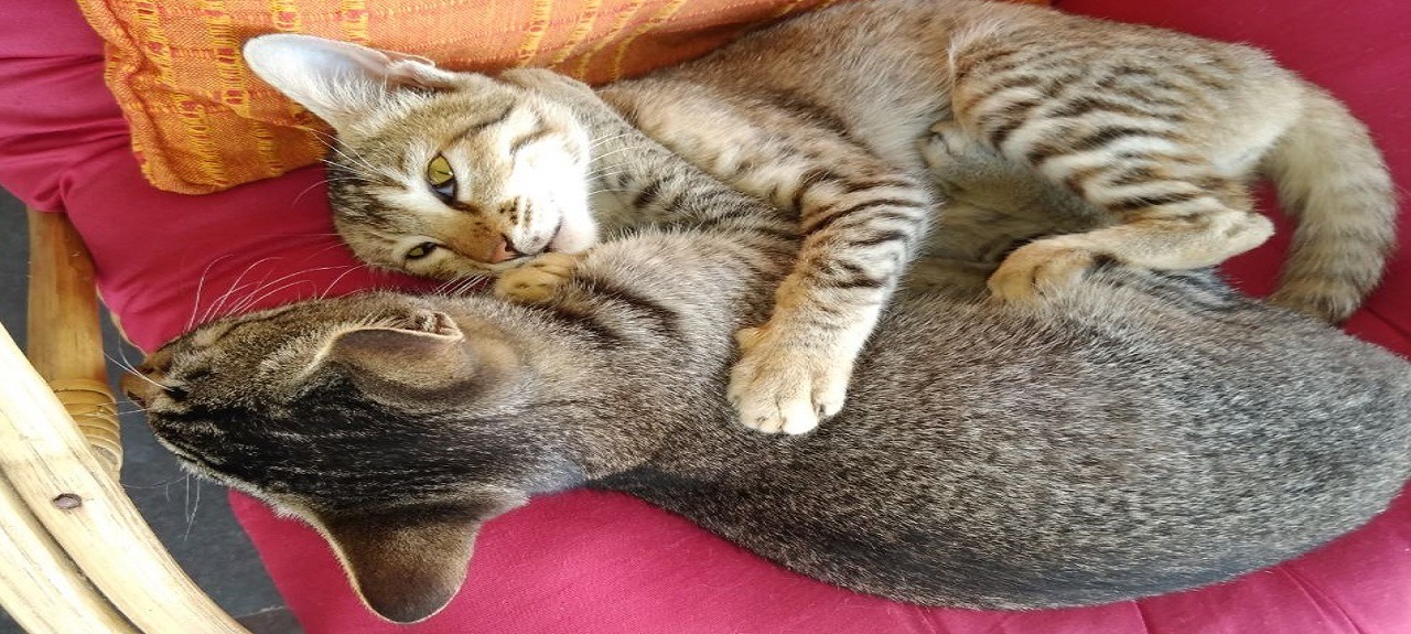 Cute Cats – Tochi & Chibi 