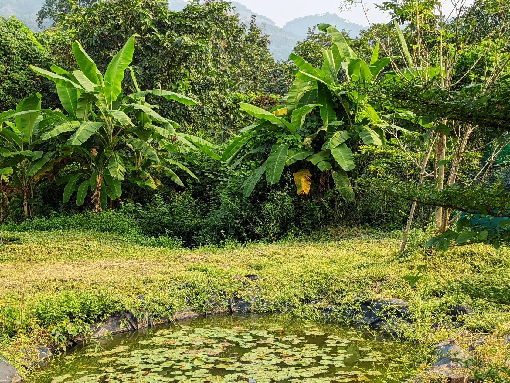 Lotus –Bali - Image 8
