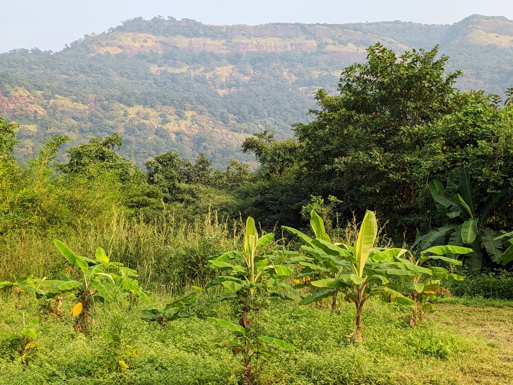 Lotus –Bali - Image 9