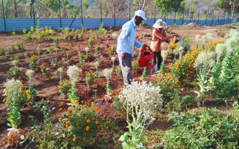 Natural Farming - Fold 2